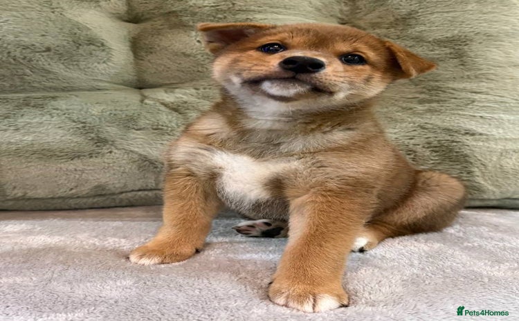 Japanese Shiba Inu dogs 🐕 Health tested Pure Japanese Shiba Inu Puppies - Advert 2