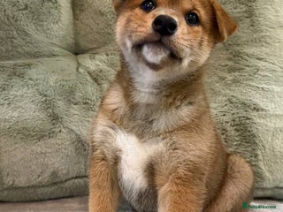 Japanese Shiba Inu dogs 🐕 Health tested Pure Japanese Shiba Inu Puppies - Advert 3