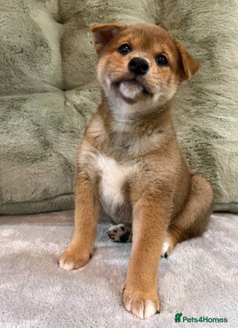 Japanese Shiba Inu dogs 🐕 Health tested Pure Japanese Shiba Inu Puppies - Advert 2