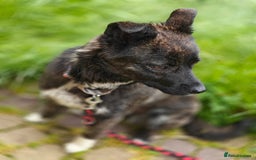 Mixed Breed dogs for adoption: 💖🐶 JUJU 🐶💖 - Image 5