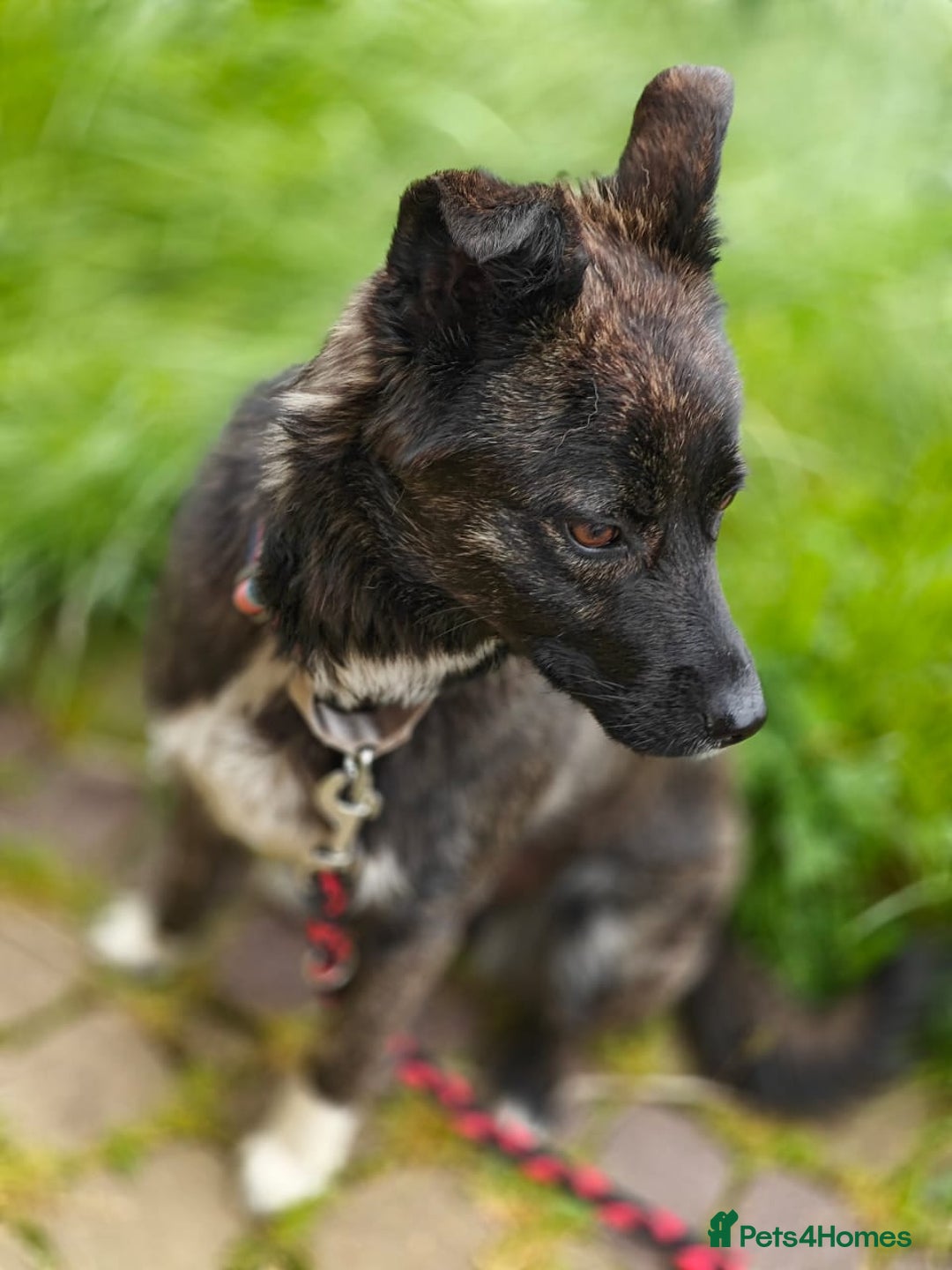 Mixed Breed dogs for adoption: 💖🐶 JUJU 🐶💖 - Image 5