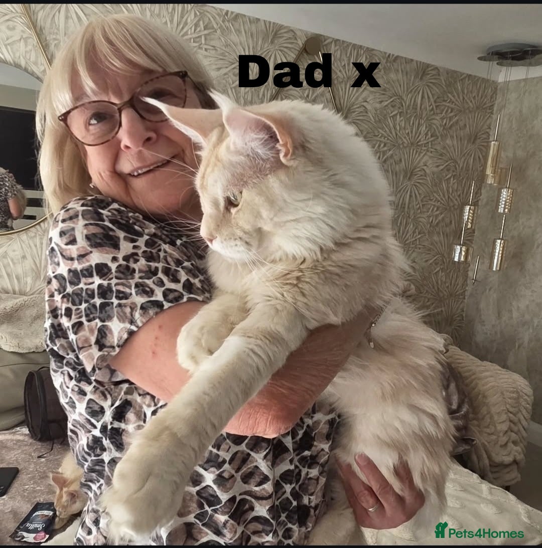 Maine Coon cats for sale: Stunning quality silver Tica Mainecoon kittens  - Advert 30