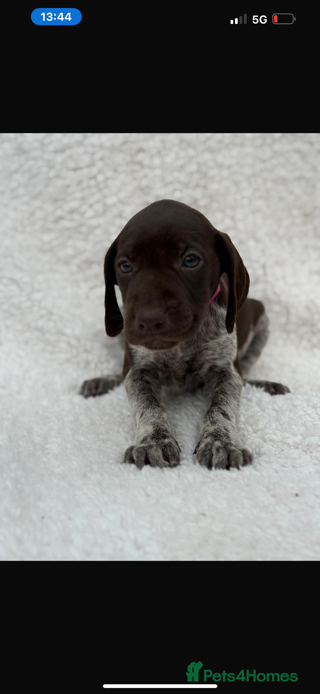 German Shorthaired Pointer dogs for sale: KC registered German Shorthair Pointer Puppy - Advert 19