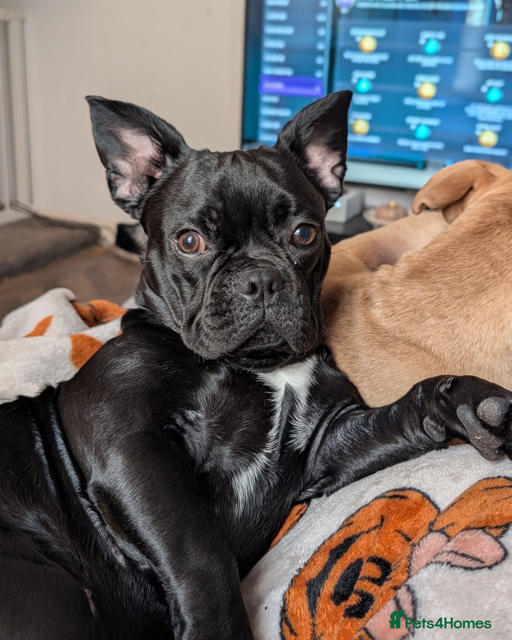Frug dogs 18 Month Old Male Frug for Rehoming - Advert 1