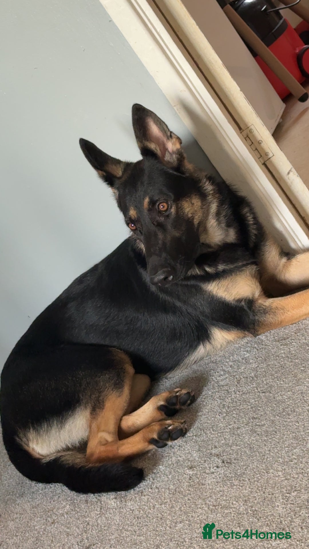 Mixed Breed birds for sale: German Shepherd - Advert 4