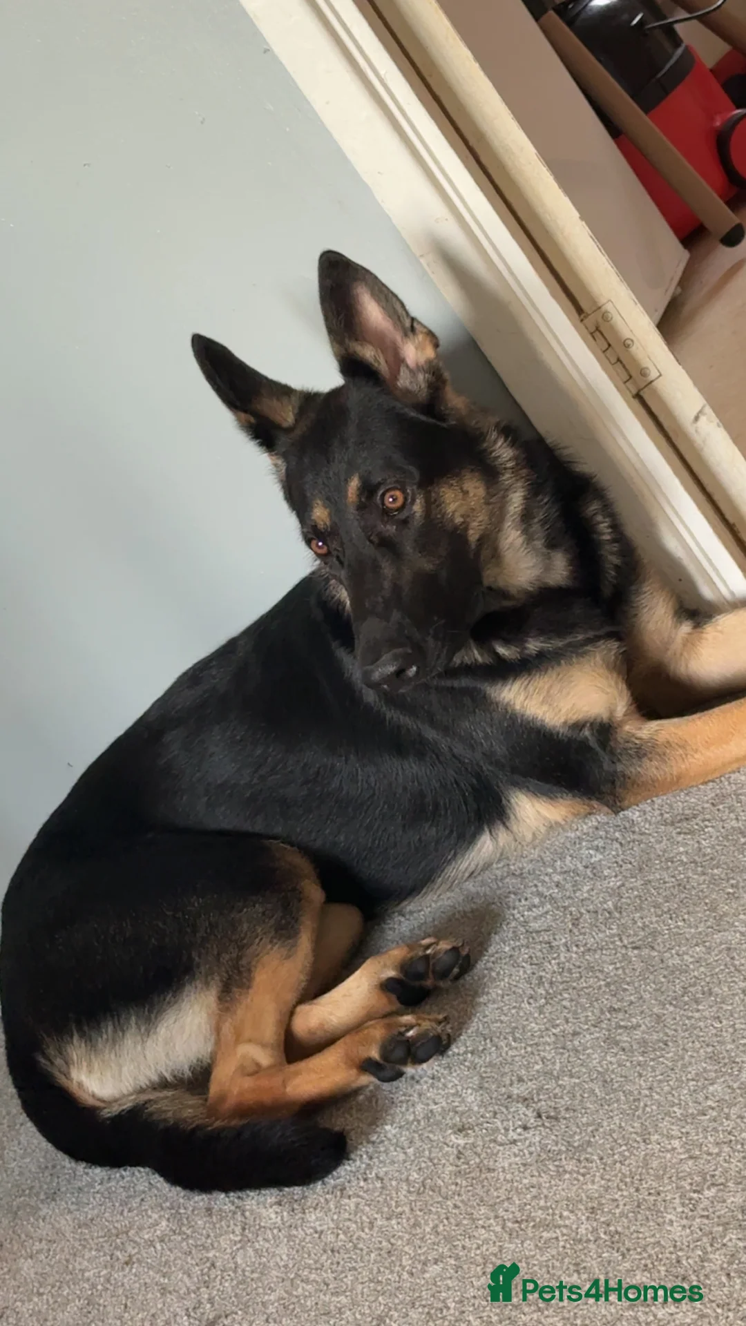 Mixed Breed birds for sale: German Shepherd - Advert 4