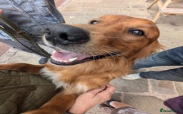 Golden Retriever dogs for stud: Working Golden Retriever in Brackley - Image 4