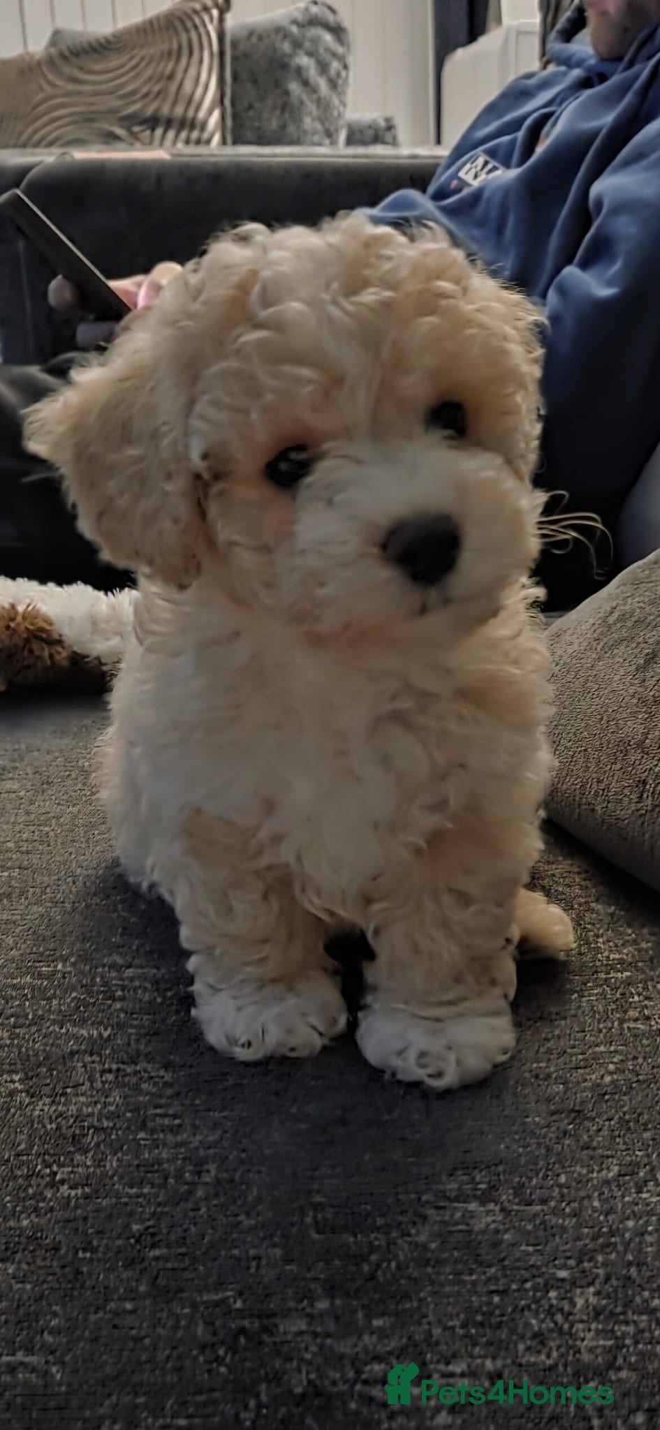 Maltipoo dogs Maltipoo 10weeks old - Advert 4