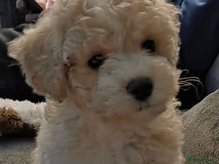 Maltipoo dogs Maltipoo 10weeks old - Advert 2