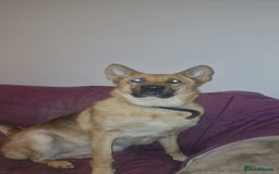 German Shepherd dogs for sale: German shepherd adult girl - Image 1