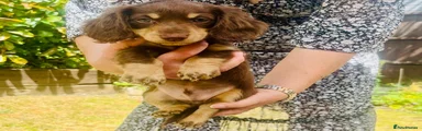 Miniature Dachshund Boy 4