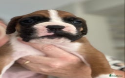 Boxer dogs for sale: Kc Boxer puppy’s bobtail and long licensed breeder - Image 19