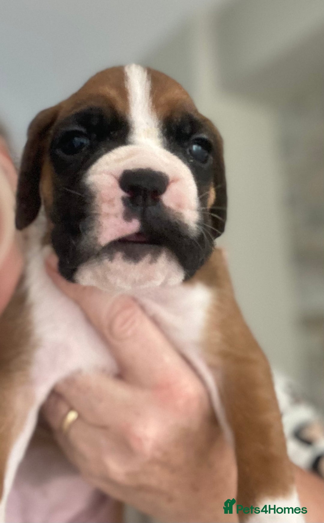 Boxer dogs for sale: Kc Boxer puppy’s bobtail and long licensed breeder - Image 19