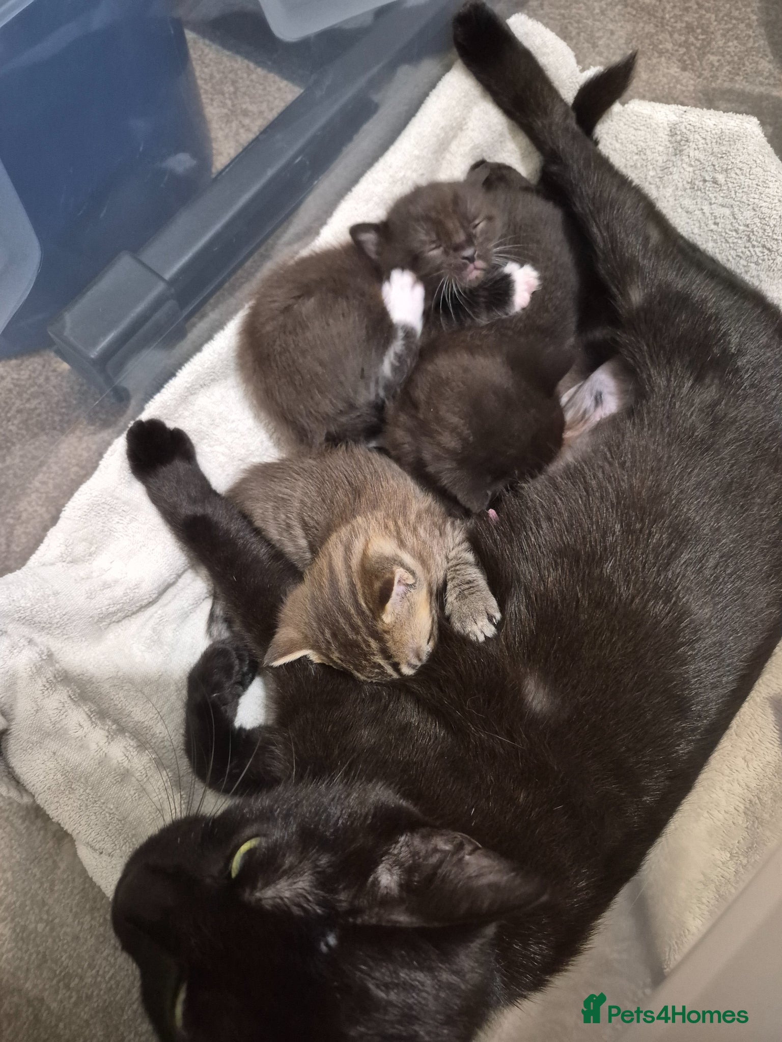 Mixed Breed cats Silver Tabby Male  - Advert 11