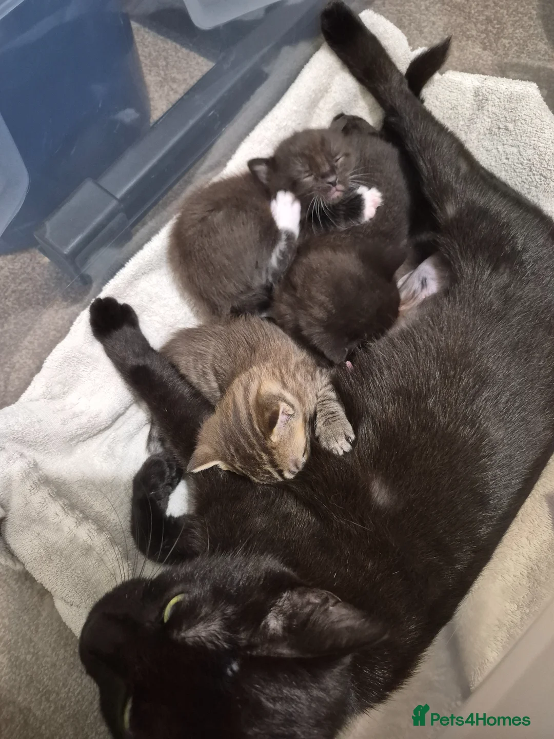 Mixed Breed cats for sale: Silver Tabby Male  - Advert 1