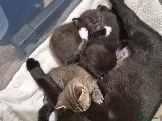 Mixed Breed cats Silver Tabby Male - Advert 11