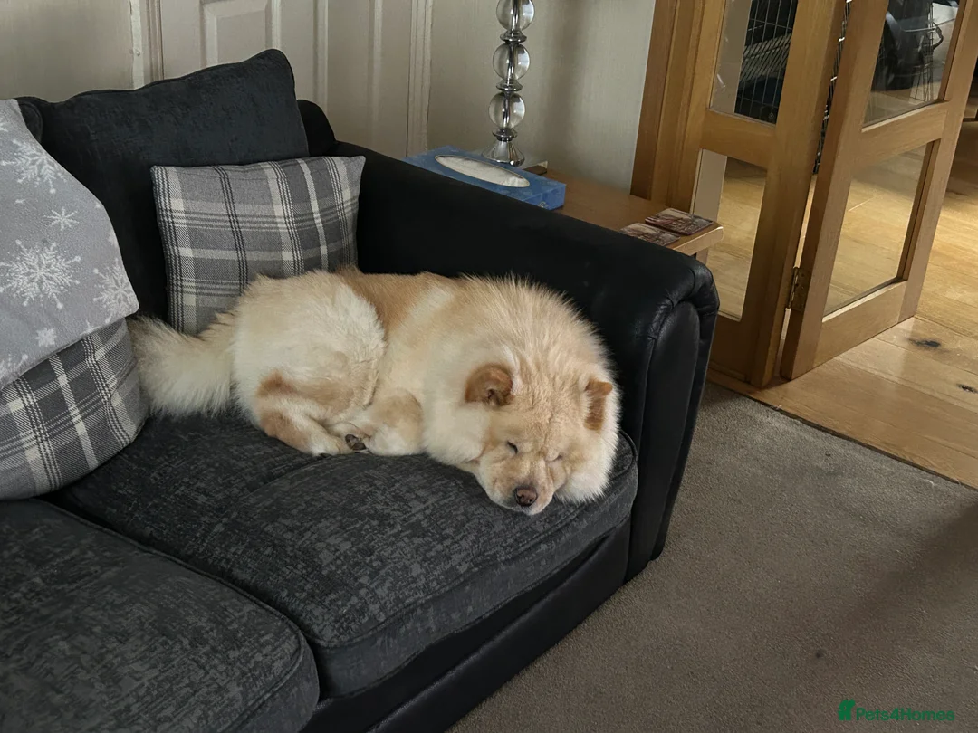 Chow Chow dogs for sale: Female Chow Chow  - Advert 4