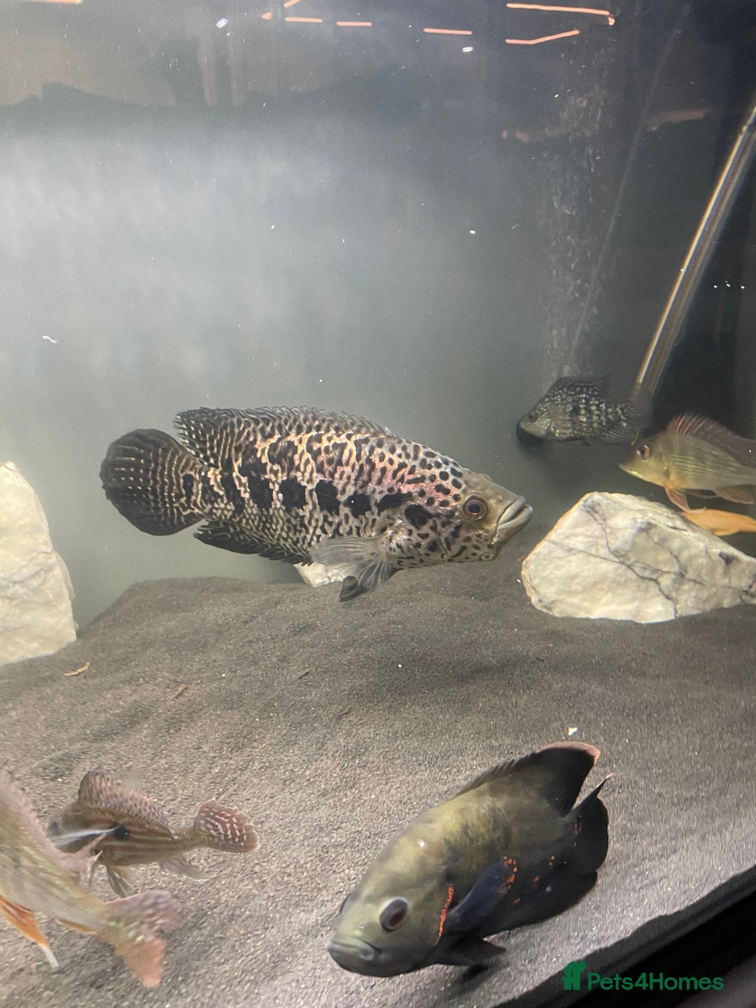 Cichlids fish for sale: Jaguare and red devile large  - Advert 8
