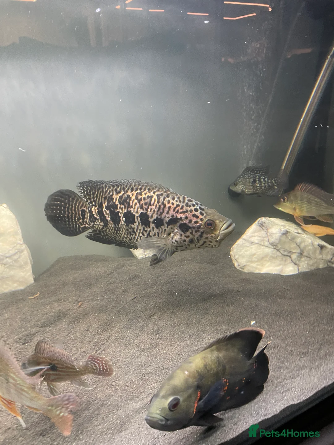 Cichlids fish for sale: Jaguare and red devile large  - Advert 8