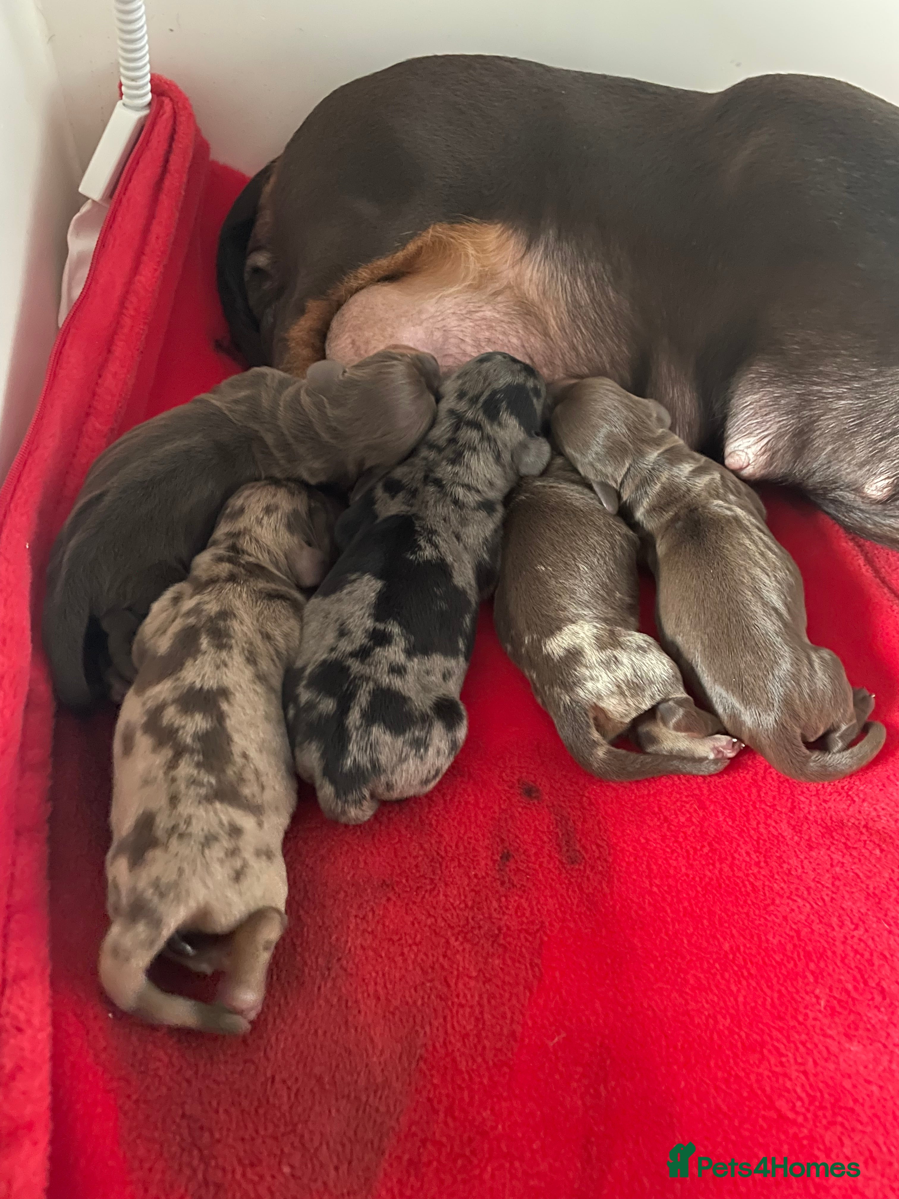 Miniature Dachshund dogs 4 Mini smooth kc reg dachshund puppies  - Advert 7