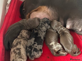 Miniature Dachshund dogs 4 Mini smooth kc reg dachshund puppies - Advert 14