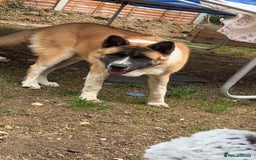 Akita dogs for sale: Bear, full breed Japanese akita  - Image 4