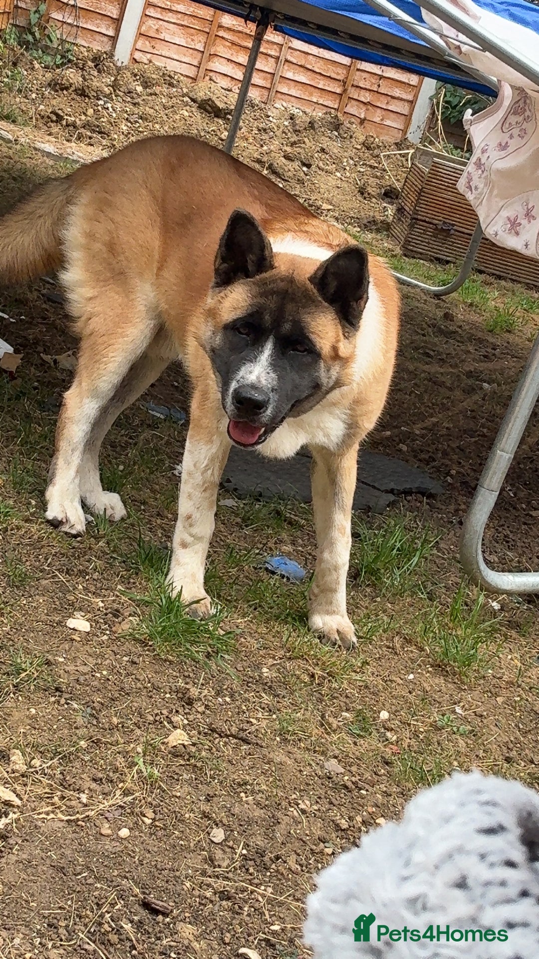 Akita dogs for sale: Bear, full breed Japanese akita  - Image 4