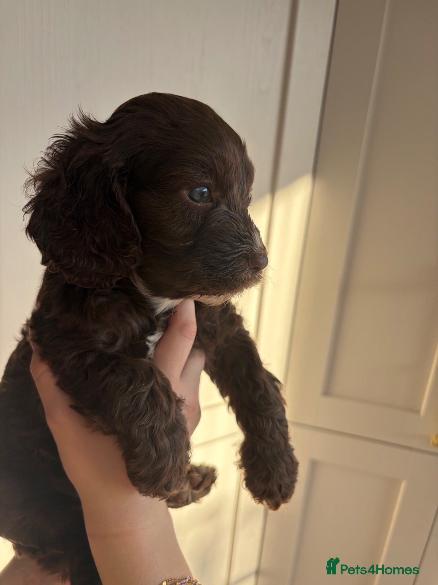 Cavapoo dogs F1 Cavapoos from health tested parents  - Advert 1