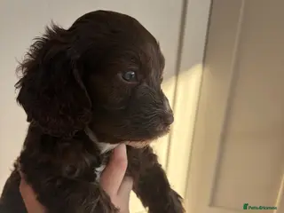 Cavapoo dogs F1 Cavapoos from health tested parents - Advert 5
