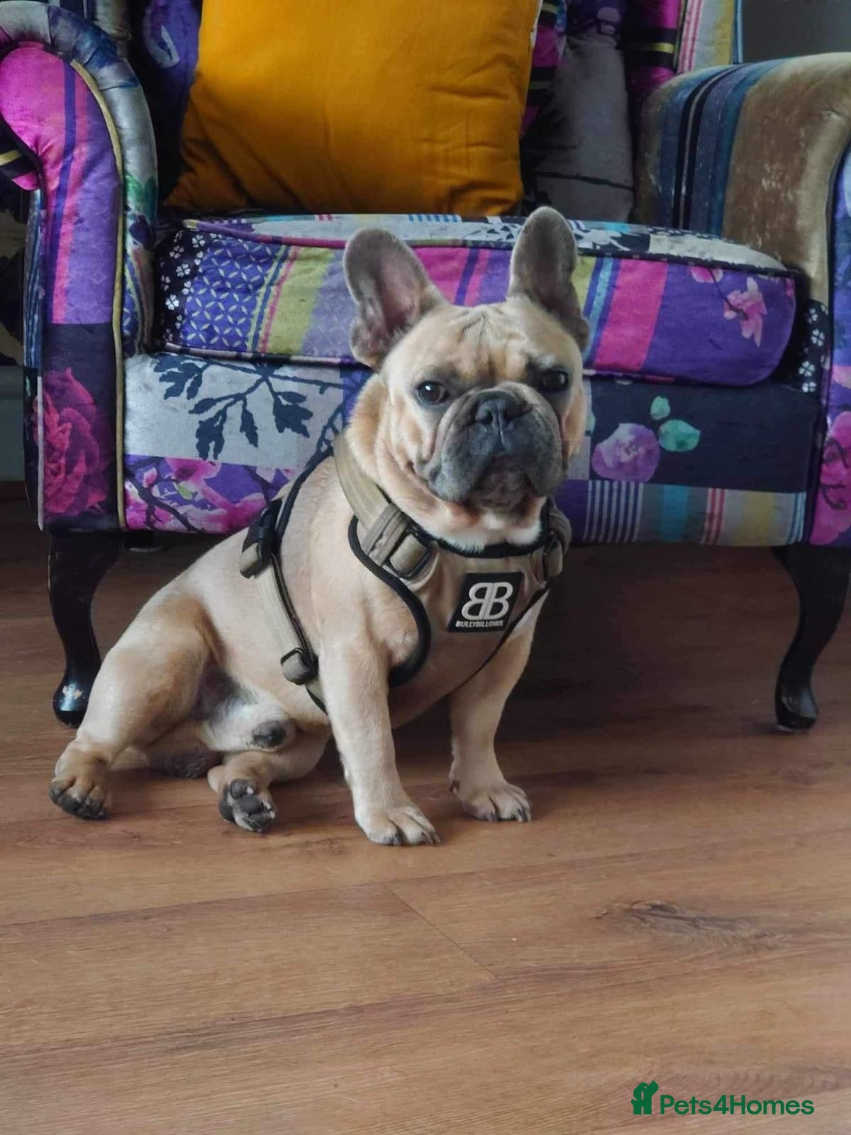 French Bulldog dogs French Bulldog for sale - Advert 6