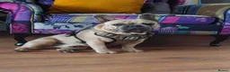 French Bulldog dogs for sale: French Bulldog for sale - Advert 1