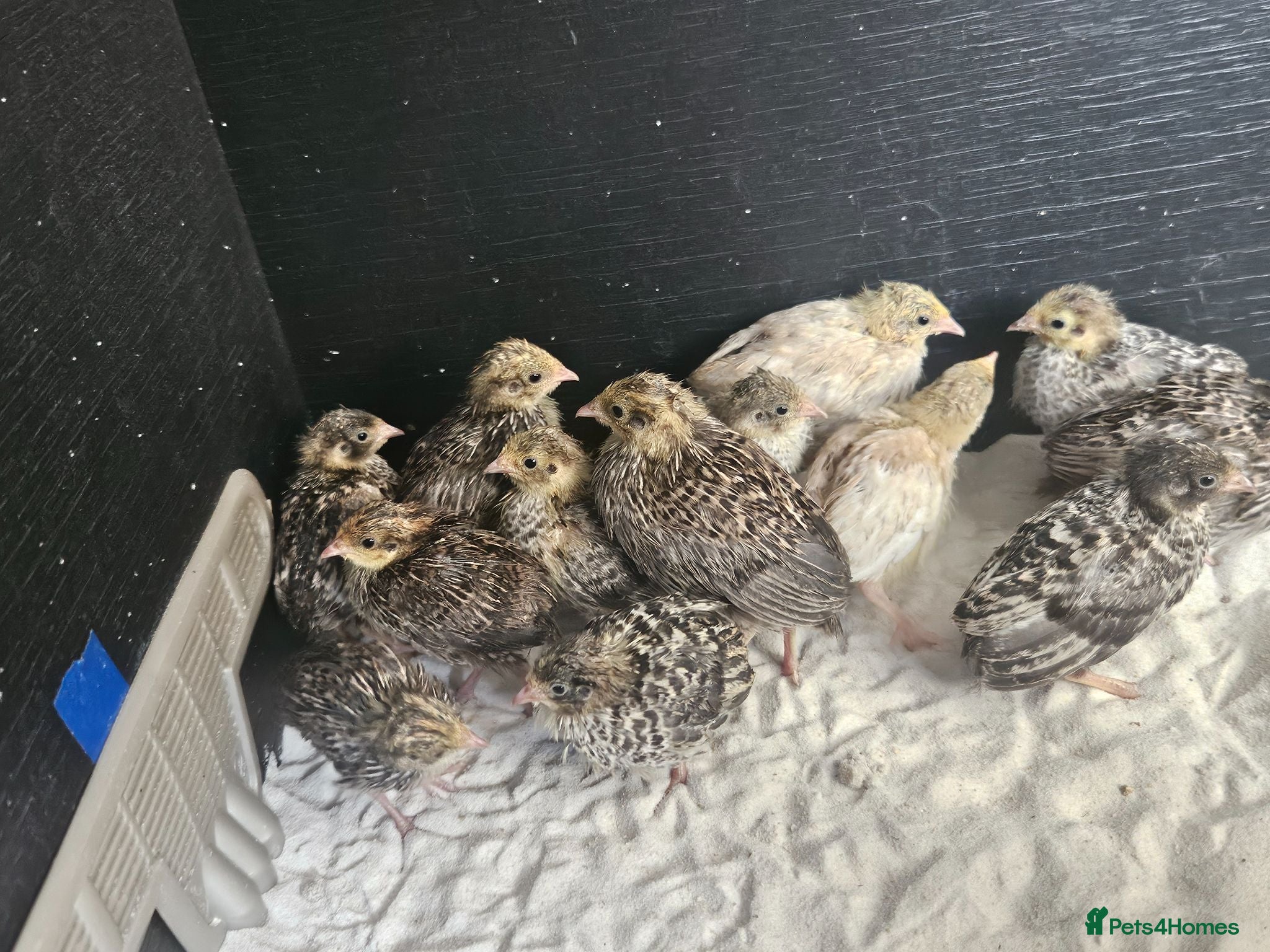 Mixed Breed birds Mixed sex Button Quail  - Advert 8