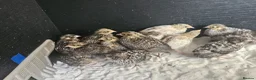 Mixed Breed birds for sale: Mixed sex Button Quail  in Stroud - Advert 1