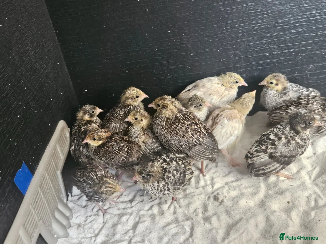 Mixed Breed birds for sale: Mixed sex Button Quail  in Stroud - Advert 1