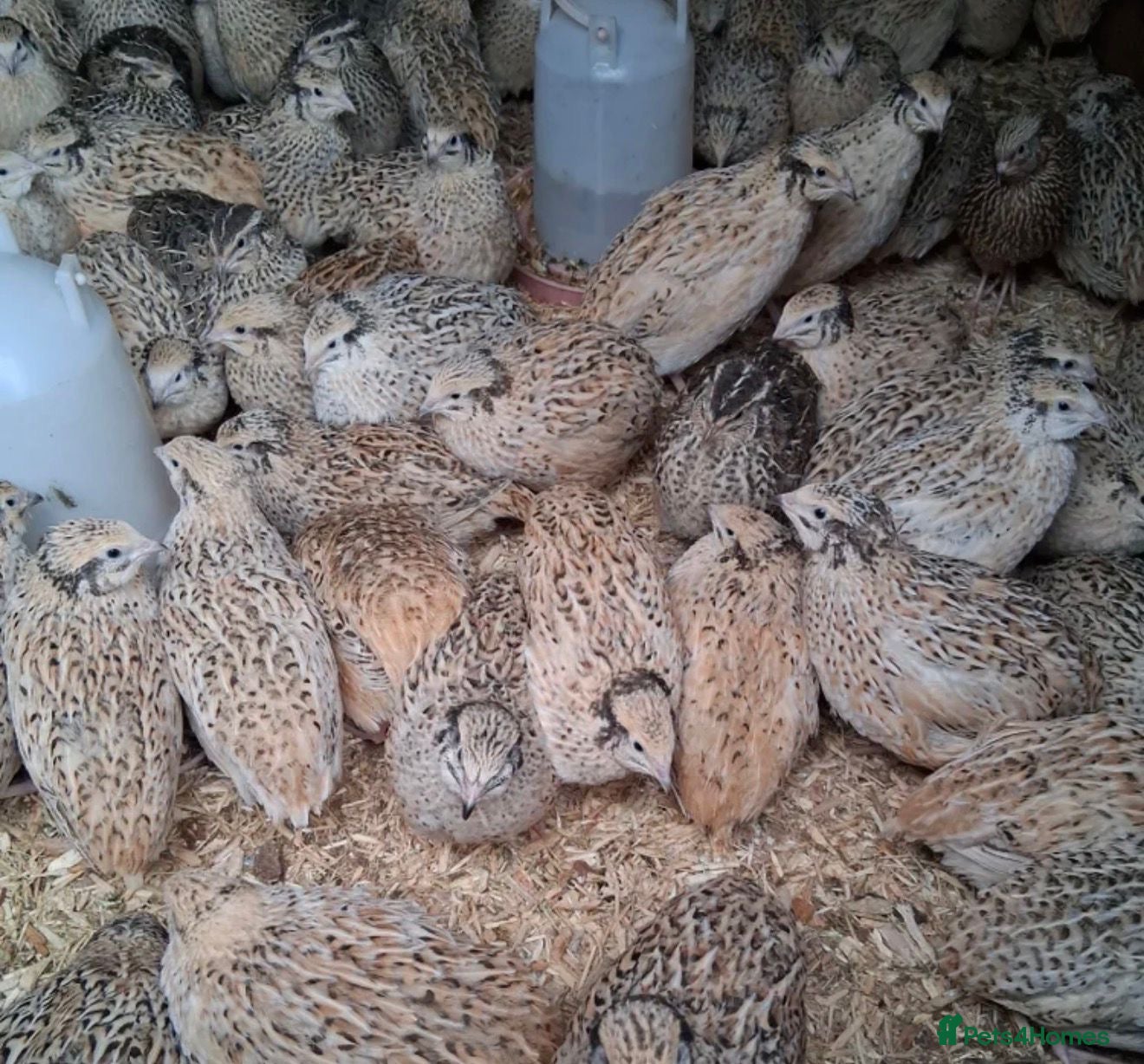 Quail poultry Female and some male coturnix quail available  - Advert 5