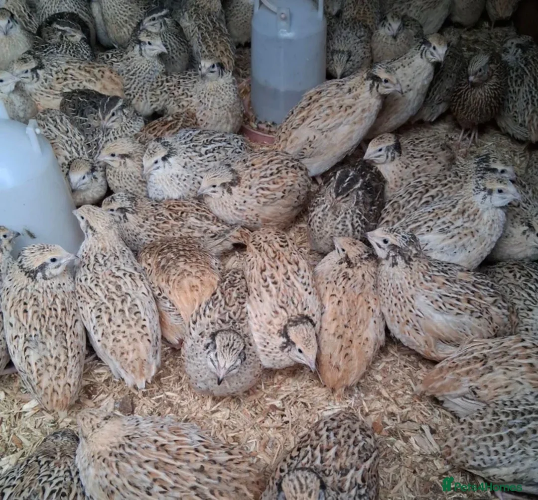 Quail poultry for sale: Female and some male coturnix quail available  - Advert 1