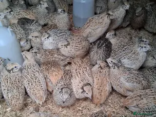 Quail poultry Female and some male coturnix quail available - Advert 4