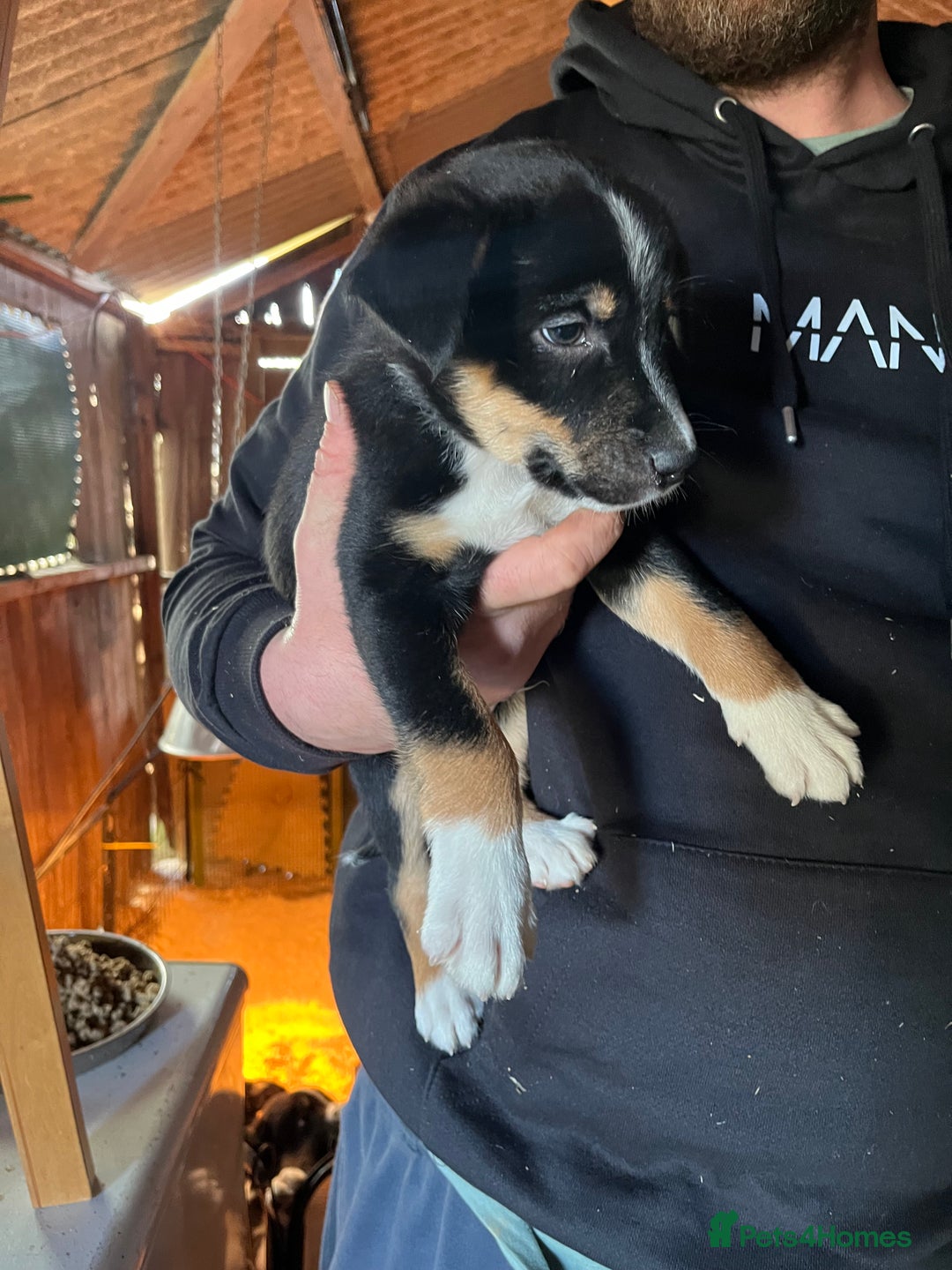 Mixed Breed dogs for sale: Collie x huntaway - Image 9