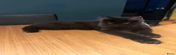 Maine Coon cats for sale: 🖤🐾 4 months Black Silver Maine Coon Boy  🐾🖤 - Advert 3