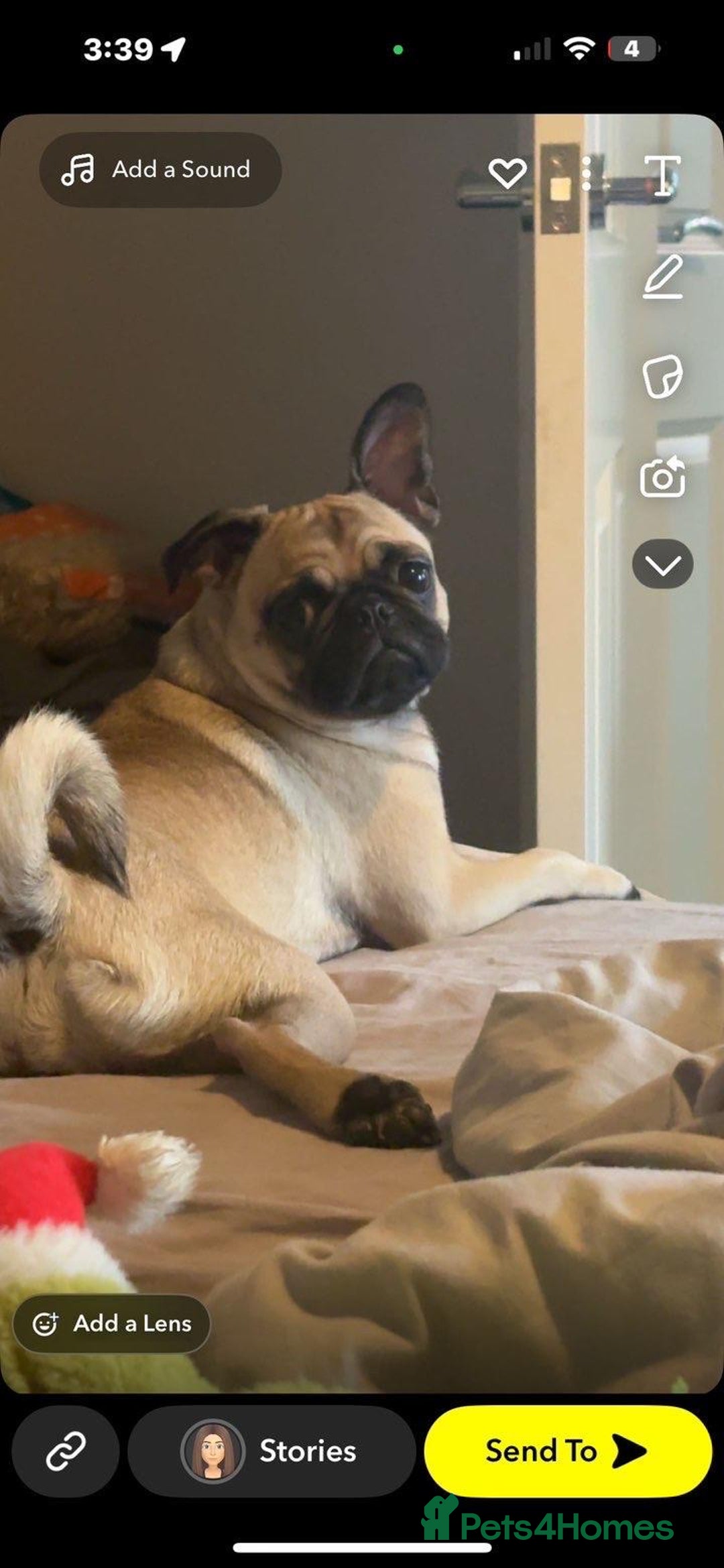 Frug dogs for sale: Pug x frenchie  - Image 4