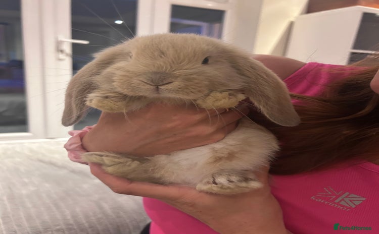 French Lop rabbits - Advert 1