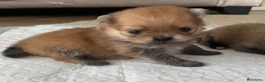 Pomeranian 3