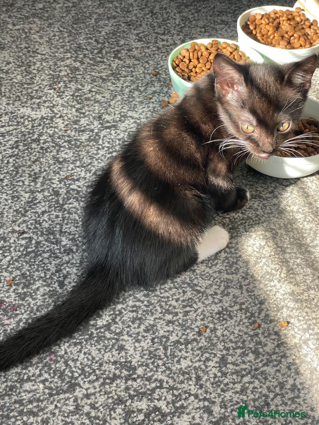 Mixed Breed cats for sale: *Free££* Beautiful brothers looking loving home - Advert 25