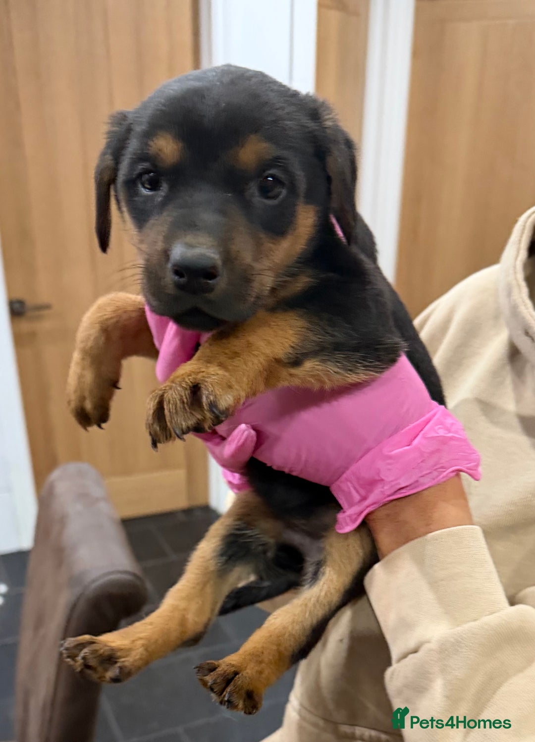 Mixed Breed dogs for sale: Doberman X puppies for sale  - Advert 30