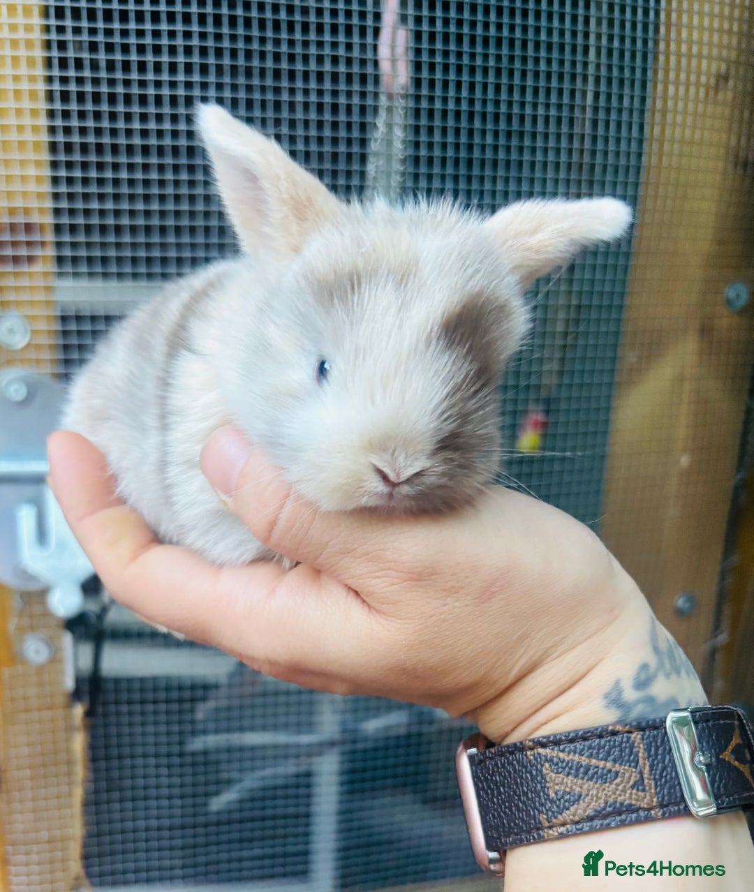 Mini Lop rabbits for sale: PURE bred baby PEDIGREED mini lops  - Image 6