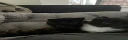 Bengal cats for sale: Bengal/Tabby beautiful kittens  - Advert 17