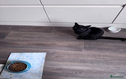 Mixed Breed cats for sale: X2 male cats Batman & Blacky - Image 6