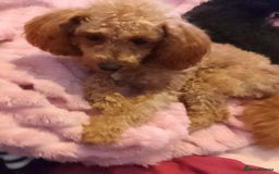 Toy Poodle dogs for sale: Toy poodle - Image 2