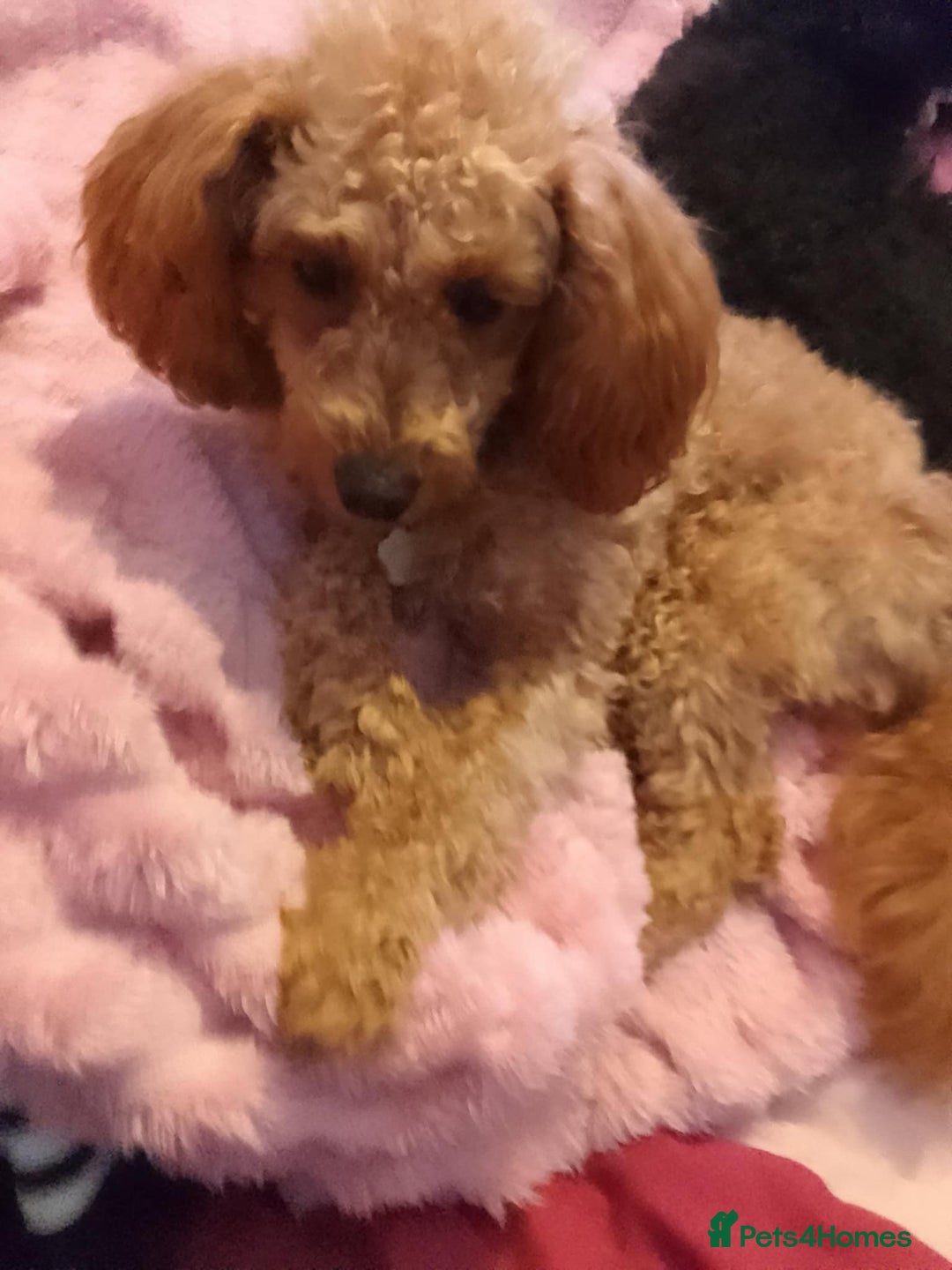 Toy Poodle dogs for sale: Toy poodle - Image 2