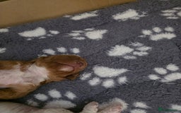 Cockapoo dogs for sale: 3 beautiful f1b cockapoo puppies  - Image 14